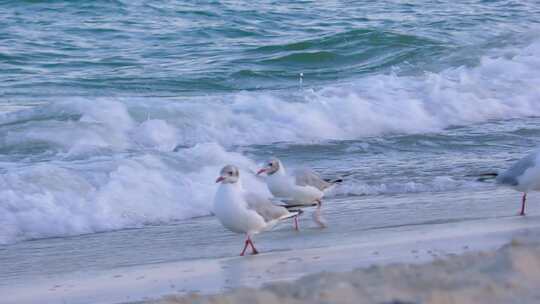 沙滩上的海鸥