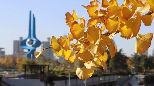 济南泉城广场秋季银杏林，树木叶子变黄