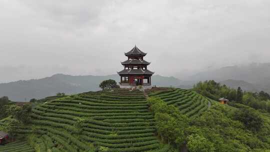 仙人山景区布央茶园航拍