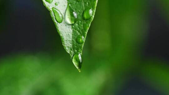 斜风细雨中腊梅树嫩叶上水珠水滴唯美视频