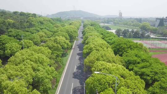 道路绿化实拍视频素材模板下载