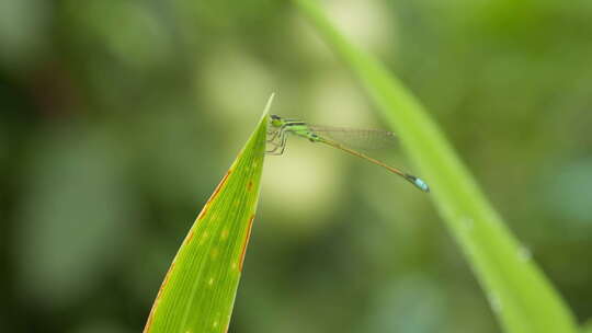 春天植物昆虫豆娘蜻蜓微距