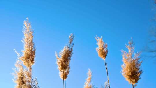 阳光下随风摇摆的芦苇视频素材模板下载