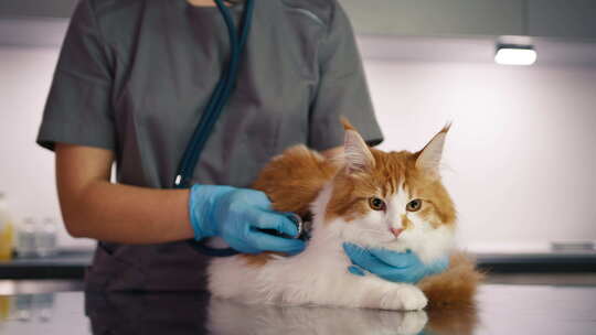 兽医在兽医诊所用听诊器检查猫