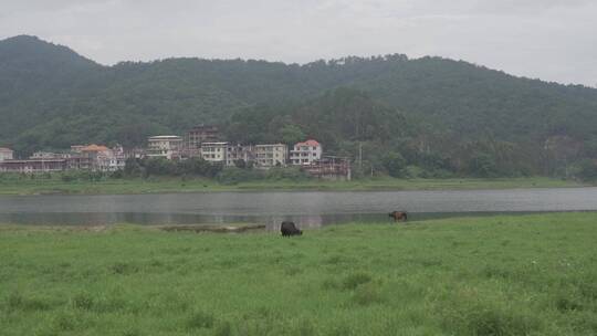 乡村小溪溪流河流牛吃草自然生态环境溪边