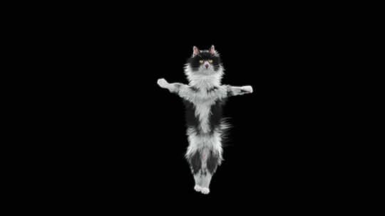 猫跳舞黑色背景视频素材模板下载