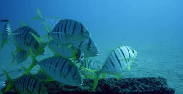 Golden Trevally，鱼，水下