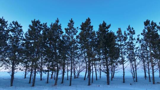 冬季樟子松防风林雪景