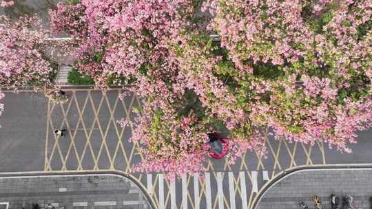 中国广东省广州市荔湾区坦尾美丽异木棉