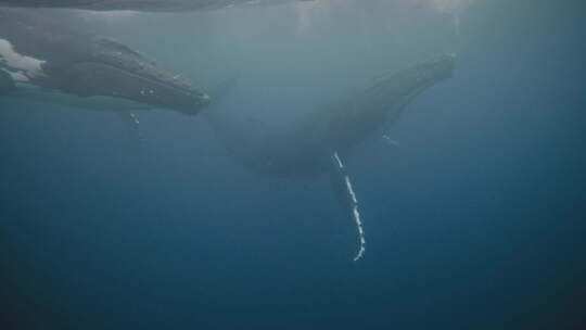 海洋中的座头鲸视频素材模板下载