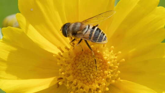 春天金鸡菊花朵蜜蜂采蜜昆虫视频素材模板下载