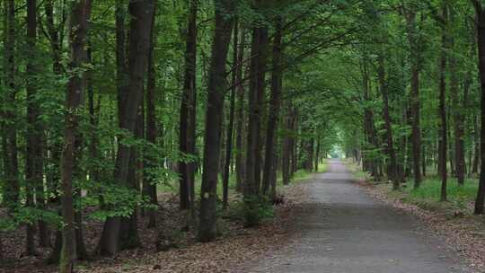 森林中的步行道。森林路。