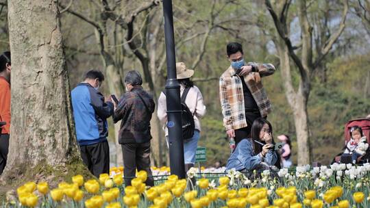 杭州西湖太子湾春天郁金香盛开