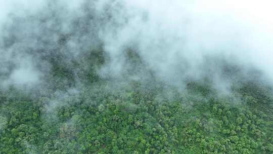 云雾森林云海树林航拍森林雨天森林俯拍树林