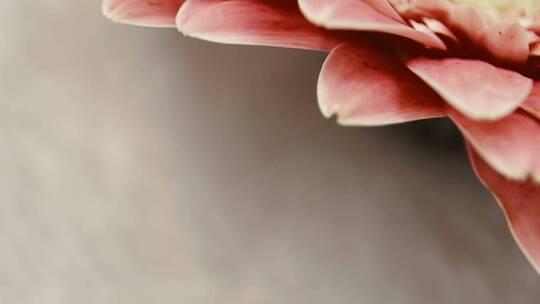 微距粉色非洲菊雏菊视频素材模板下载