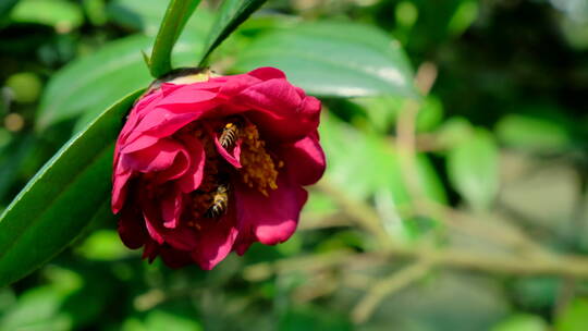 花园蜜蜂飞舞采蜜 茶花 中华野山蜂