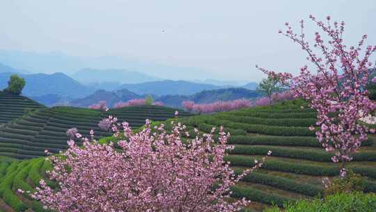 杭州富阳拔山春天樱花茶园风景