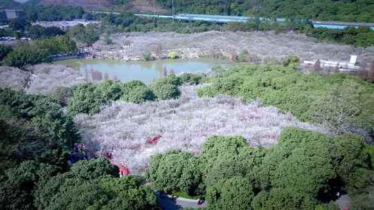 航拍黄埔香雪公园萝岗香雪（梅花）一