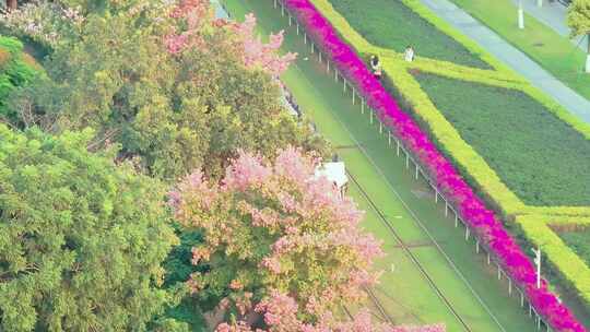广州最美冬日粉色异木棉长廊航拍高清视频