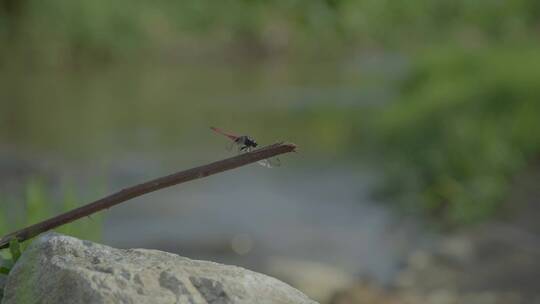 河流小溪青草蜻蜓合集