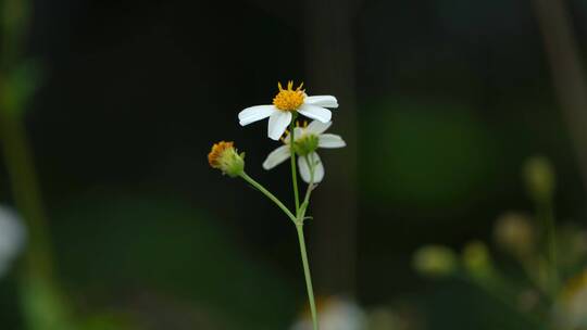 花花草草视频素材模板下载