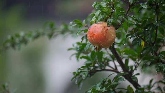 雨中的石榴树