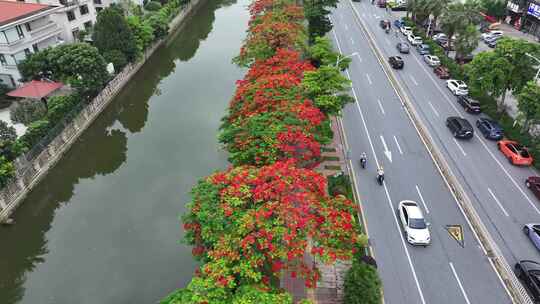 中国佛山市顺德区新桂南路凤凰花