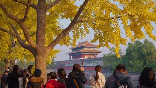 北京故宫银杏