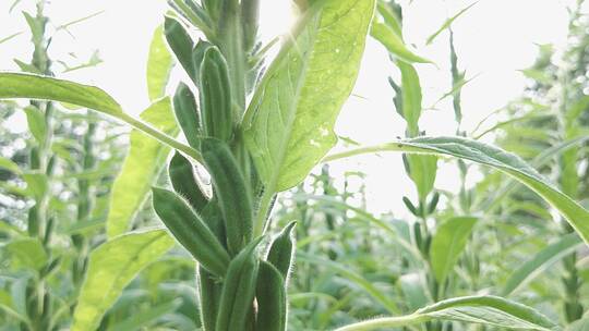 芝麻种植基地