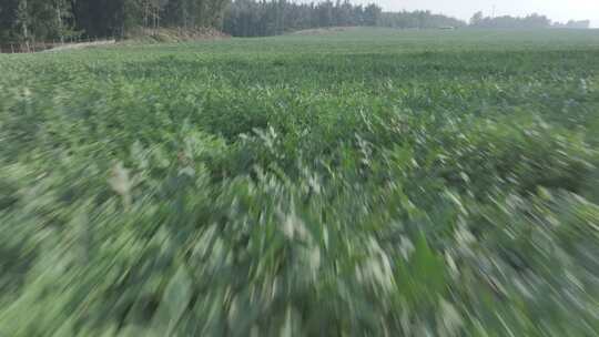 大片西瓜田航拍