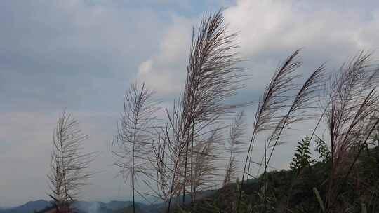 蓝天下风吹野草芦苇植物实拍