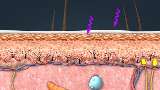 皮肤的层次皮肤冷热感觉 皮神经 三维动画