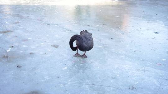 冬季黑天鹅站在冰面上梳理羽毛