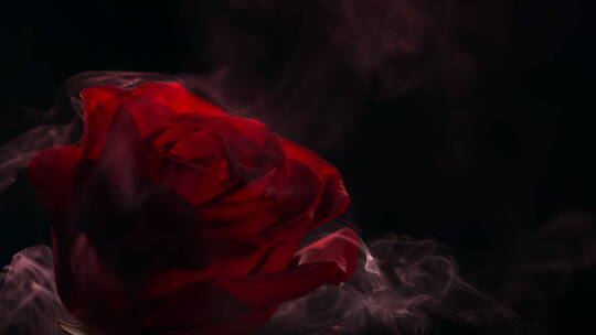 烟雾与红玫瑰慢速美妆素材