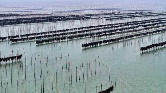 海洋养殖海带紫菜养殖航拍福建霞浦