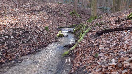 一条流过林地的小溪