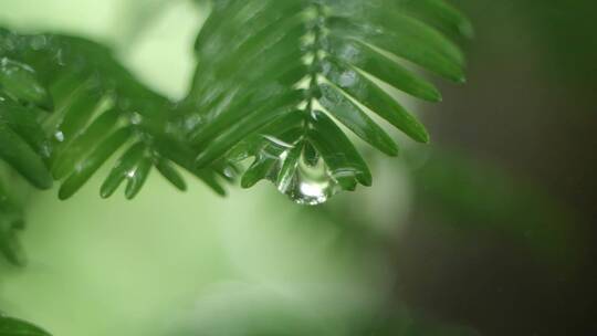 杉树雨滴