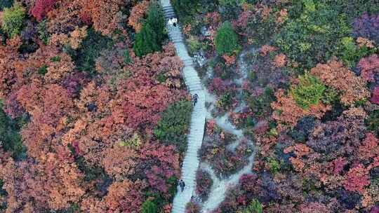 秋日红叶森林航拍满山红叶