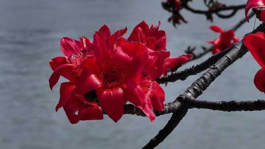 水边盛开的红色木棉花