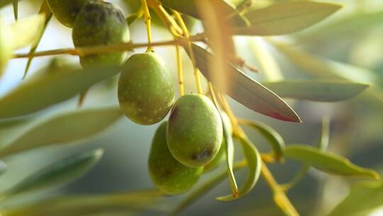 树枝上成熟的橄榄果实