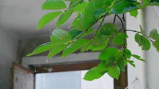 农村中式庭院柿子树下雨