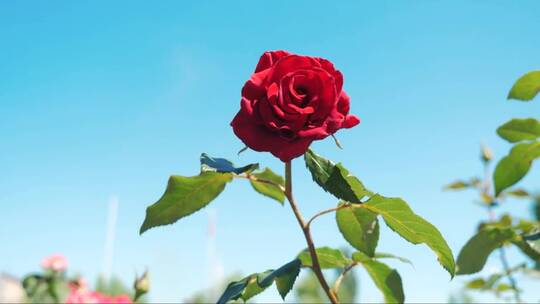 一朵玫瑰在阳光下盛开视频素材模板下载