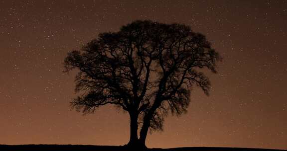 星空下的大树