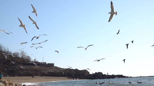 海边飞翔的海鸥慢镜头