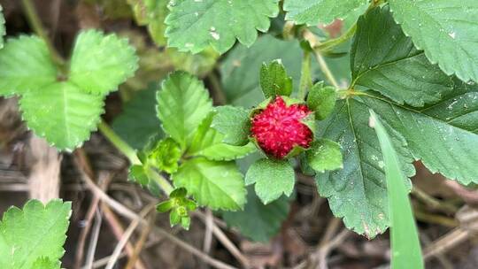 红色野草莓植物特写镜头
