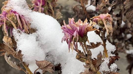 冬天植物上的白雪视频合集