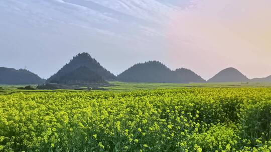 春天油菜花夕阳空镜头