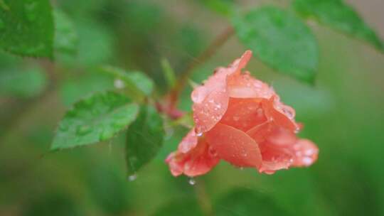 春天春雨中盛开的粉色月季花