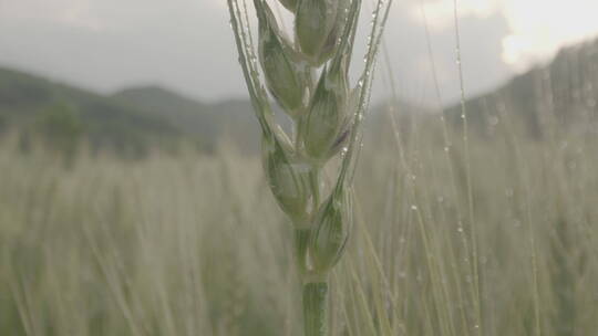 一株成熟的小麦麦穗超微距特写从下到上LOG