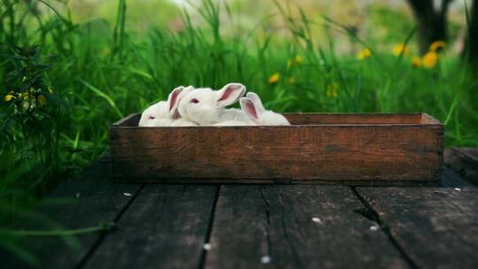 在木盒中小兔子
